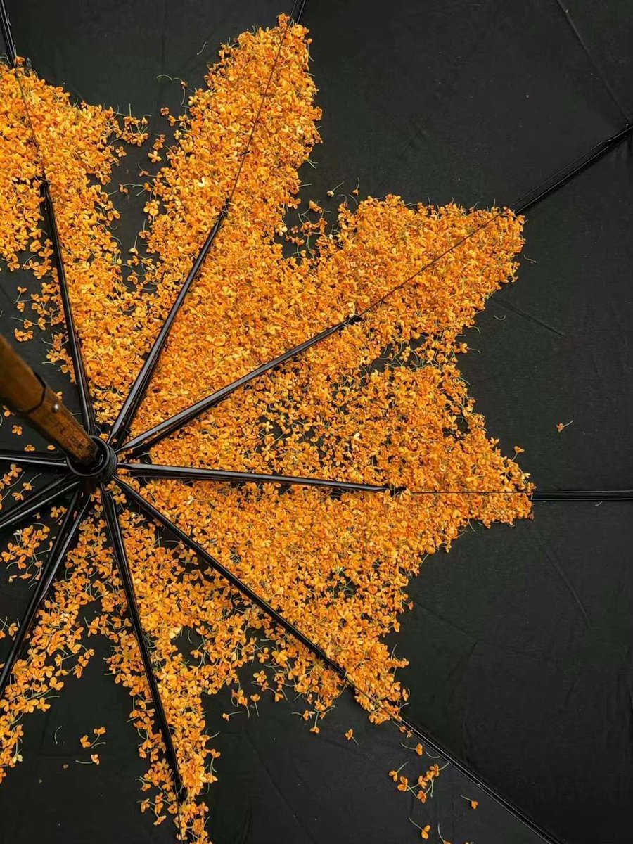 lunecrumbss's tweet photo. umbrella collecting autumn leaves 🍂 https://t.co/7RBB4KAdtn