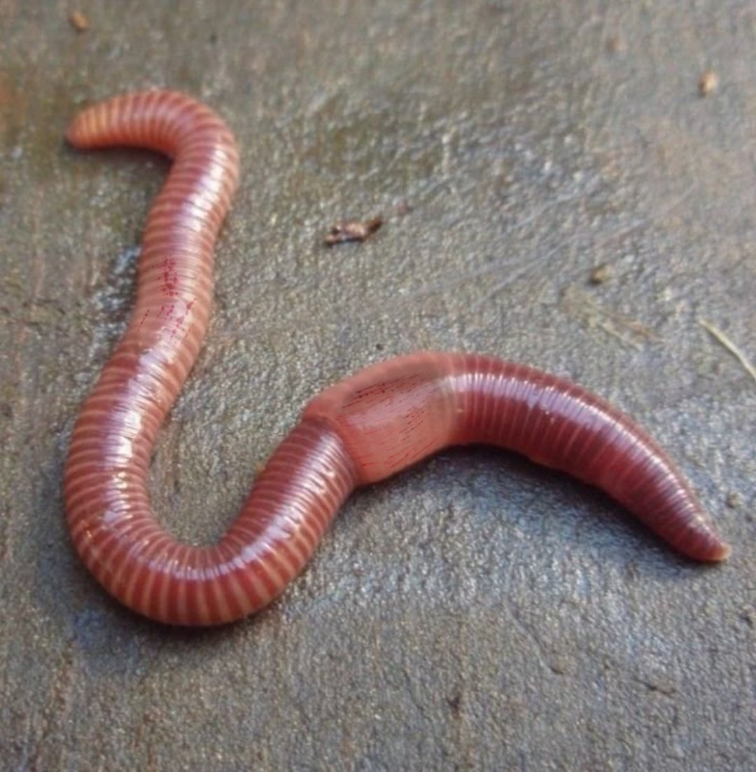 bruhman20meow's tweet photo. Wow look at this cool breed of worm #shedtwt #slitwt #LOOKCLOSELY #Elonleavemealone https://t.co/TnTpYI511z
