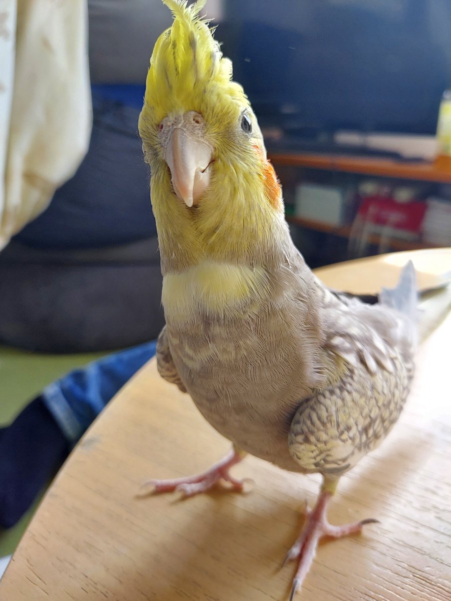 torinyi023's tweet photo. ライド、長生きしてね
#オカメインコ https://t.co/pm6sgvDwgb