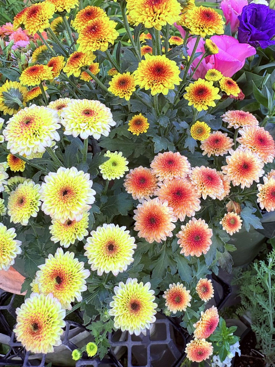 cKrLo8JRjJ62977's tweet photo. おはようございます🌤️

久々のお日様、爽やかな秋晴れです😃🍃
明日からまた雨マークなので、今日は貴重な晴れ間、お洗濯日和🧺😄

今週も宜しくお願いします🌼✨

📷は‥メダカさん🐟🌿

雨上がりの庭🪴小菊🌼ペンタス🤍朝顔💙🤗✨

皆さま、素敵な一日を💐 https://t.co/DrpTwydBQl