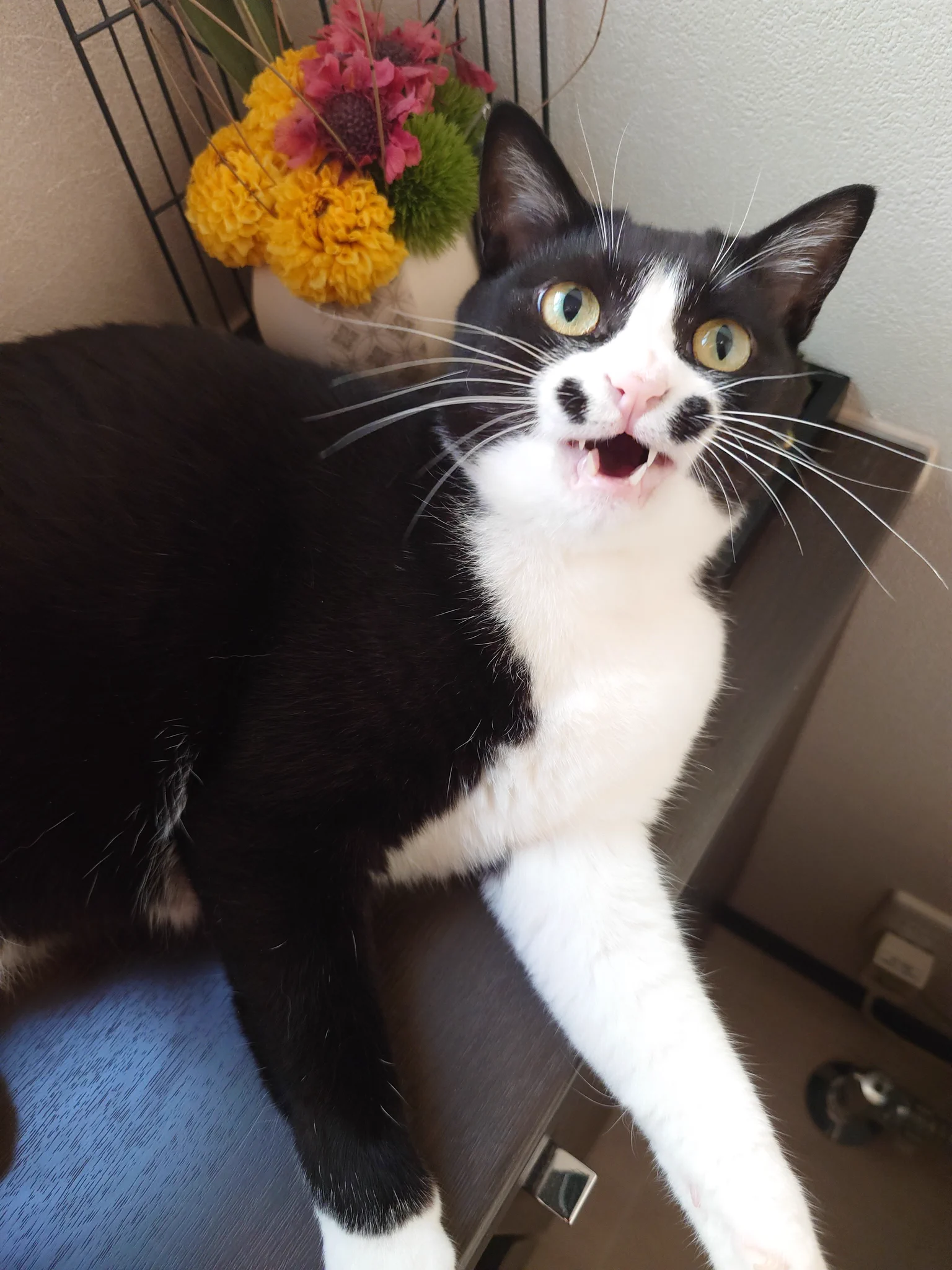 にゃーん HSIXOPTbAAAw_fS?format=webp&