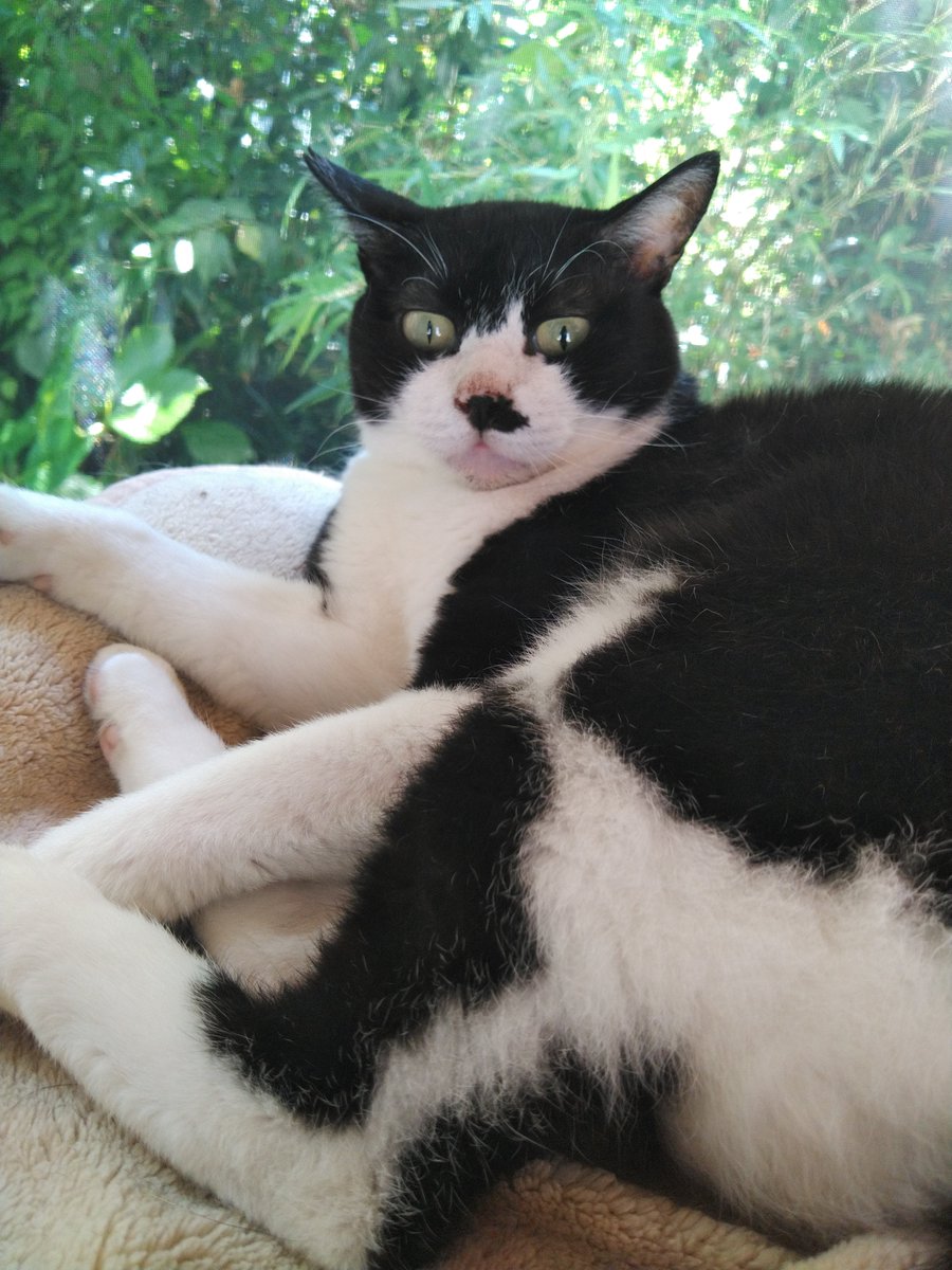 ibpDLSJsYkK2GaD's tweet photo. #猫🐈️#ねこ🐱 https://t.co/osFRCUXomH