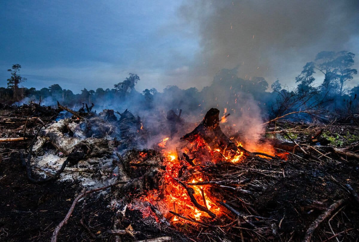 ECOWARRIORSS's tweet photo. What was once lush forest deliberately burnt down in Indonesia 
The Leuser Ecosystem
The last place on earth where tigers, orangutans, elephants and rhinos still coexist.
On paper this place it is protected 
In reality its being obliterated and will soon be gone forever https://t.co/VS66nm27L8