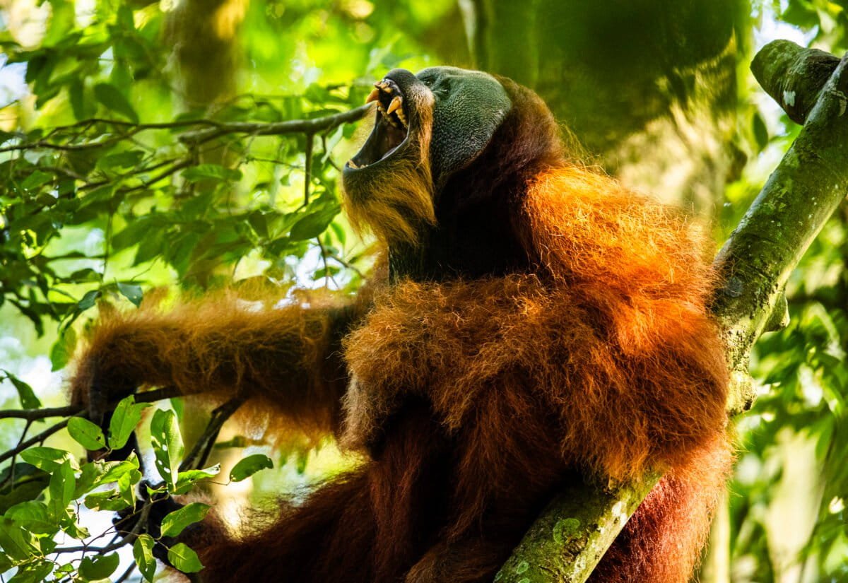 ECOWARRIORSS's tweet photo. What was once lush forest deliberately burnt down in Indonesia 
The Leuser Ecosystem
The last place on earth where tigers, orangutans, elephants and rhinos still coexist.
On paper this place it is protected 
In reality its being obliterated and will soon be gone forever https://t.co/VS66nm27L8