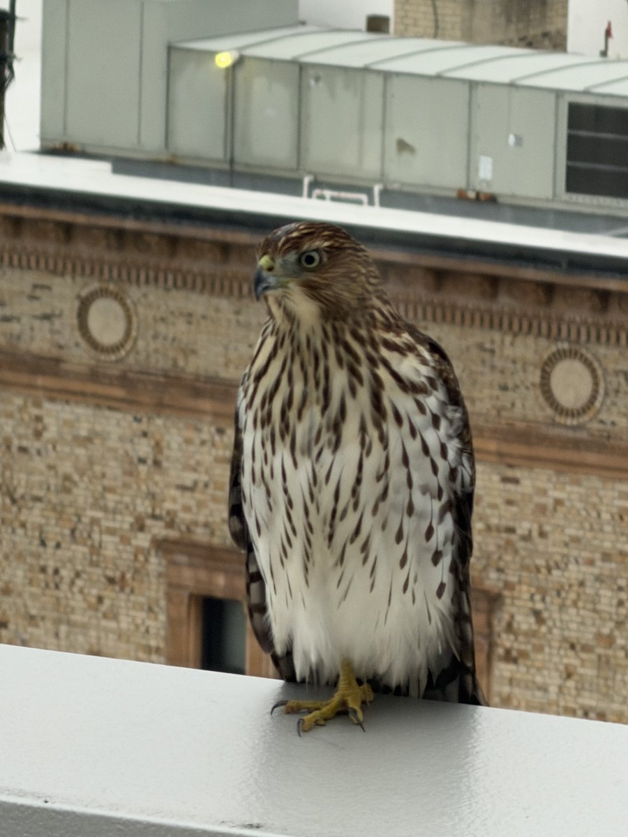 georgetolisjr's tweet photo. A visitor outside the young preop for tomorrow, making sure the patient doesn’t get a three vessel PCI. https://t.co/21pXvxLZcT