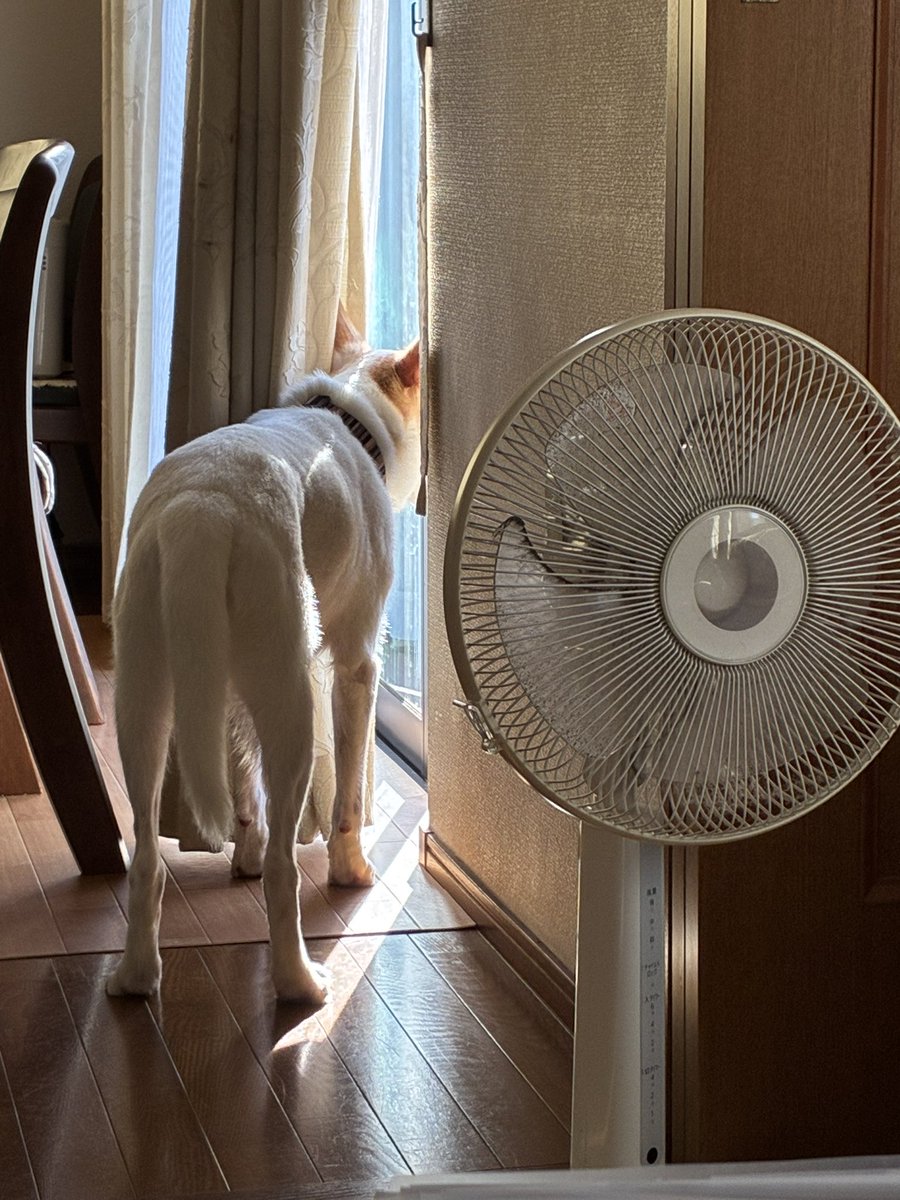 dddog_1225's tweet photo. ﾁﾁｳｴとﾊﾊｳｴ見送るです…🐶 https://t.co/G5aR99p7ca