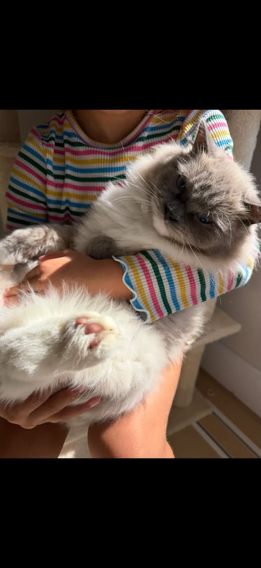 GuelphLostPets's tweet photo. MISSING. Cream & grey long-haired male cat reported missing in the Wellington Rd 124 area of #Ospringe near the Esso Station on Sept 13. Please do not chase. If you spot him or have any info comment on https://t.co/EBBmWfDeqK or let us know. https://t.co/VrJ0KpPEx7