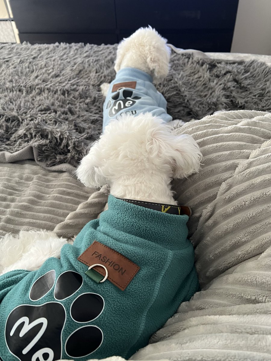 pachotada's tweet photo. Hoy mis cachorros ya no tan cachorros cumplen 3 años🩵 https://t.co/MqpctoFLXE