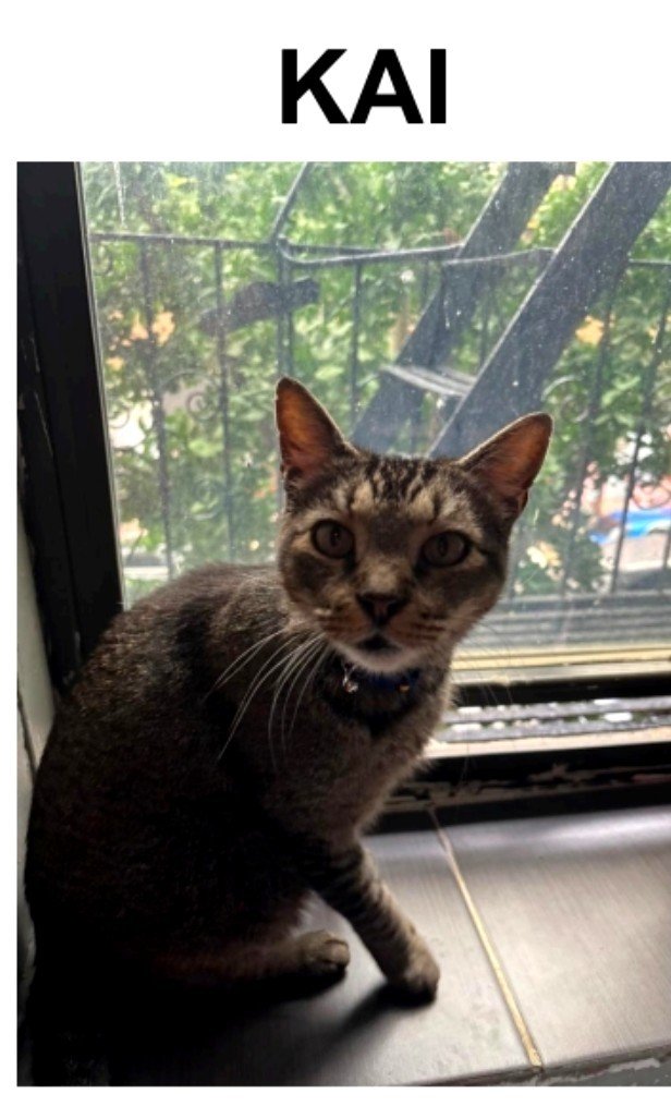 MeowMiya88's tweet photo. 📢🇺🇸🗽🆘️💔😿🚨⏳️Please RT to find Kai #NYC #missingcat #lostcat #Brooklyn #CatsOfTwitter #CatsOfX @HAPetRescuer https://t.co/fg9l7etunb
