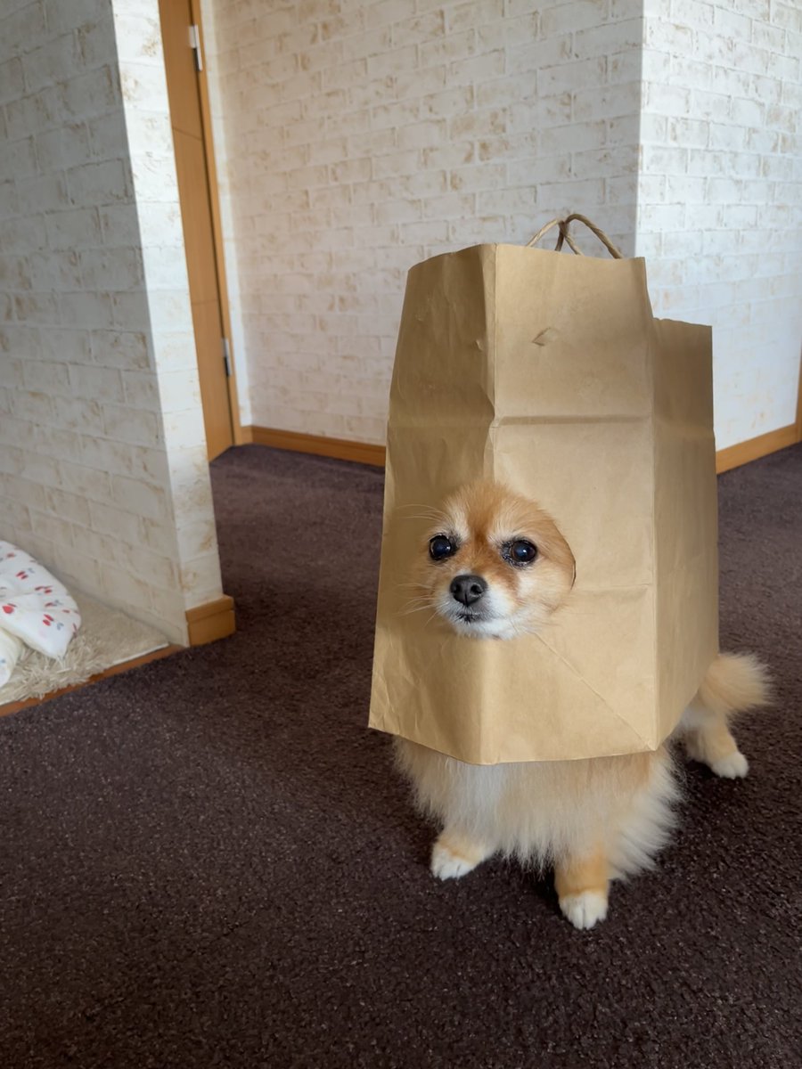 nikori_2015's tweet photo. 今日もまた 紙袋を被る愛犬🐶
被り始めて早1年
何でそんなに気に入ってるのか未だに謎すぎる…😅
 #紙袋犬
 #ポメラニアン  #ニコリ https://t.co/zePDUv4U4W