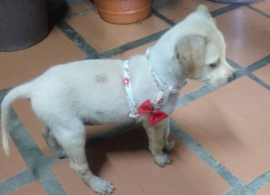 gracon27's tweet photo. #Caracas

Yo soy Katrina, tengo 3 meses y ando buscando un hogar para dar amor, soy dócil, cariñosa y como de todo, contacto 04142576398
Favor difundir🐶💗🤍💗
🫂🇻🇪😍 https://t.co/FHbmkrHrHl