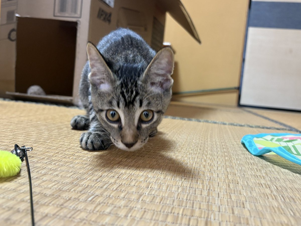 PiYoPiYo5307070's tweet photo. 新入り猫ちゃん(=^x^=)
#猫
#里親
#オッドアイ
#サバトラ https://t.co/EWucgOOYDa