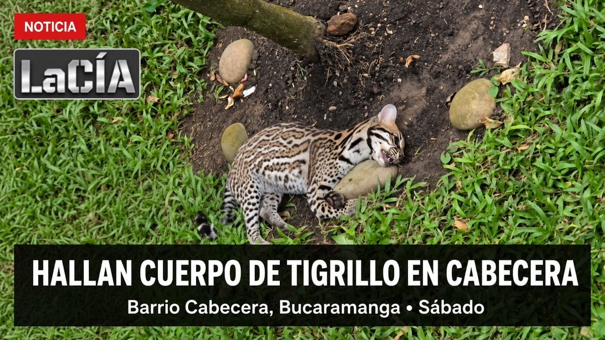 LaCIA_col's tweet photo. #Atención 

HALLAN CUERPO DE TIGRILLO EN JARDÍN DE CABECERA; AUTORIDADES INVESTIGAN CAUSAS DEL DECESO

Bucaramanga - El sábado anterior, vecinos del barrio Cabecera reportaron el hallazgo del cuerpo de un tigrillo, especie silvestre, en un jardín ubicado en la carrera 38 # 42-17. El animal fue encontrado alrededor de las 10:00 a.m. sin que hasta el momento se conozca la causa de su muerte.

Ante el reporte, el Grupo Elite Ambiental de la Corporación Autónoma Regional para la Defensa de la Meseta de Bucaramanga (@CARCDMB) envió a un veterinario, quien verificó el estado del ejemplar y se llevó el cuerpo para los trámites correspondientes.

A través de su cuenta @mapigaviria, la ingeniera Marcela Gaviria, integrante de la Asociación Defensora de Animales y Naturaleza (ADAN), expresó su preocupación por las circunstancias en las que apareció el cuerpo del tigrillo y solicitó una pronta respuesta de las autoridades para esclarecer el hecho. Según Gaviria, el animal podría haber llegado desde los bosques de los cerros orientales, zona declarada Distrito Regional de Manejo Integrado (DRMI), y sufrir una desorientación que lo acercó hasta el área urbana o en el peor de los escenarios, haber escapado de alguna residencia donde se encontraba en cautiverio, situación que podría estar relacionada con el tráfico de fauna.

Por el momento se espera que la Policía Ambiental de la @PoliciaBmanga, inicie la investigación correspondiente y revise las cámaras de seguridad del sector para determinar cómo llegó el ejemplar hasta ese jardín, ubicado en uno de los sectores exclusivos de la capital santandereana.

Las autoridades ambientales y de policía continúan con las gestiones para establecer las causas del deceso y las circunstancias del hallazgo.

#NoticiaEnDesarrollo