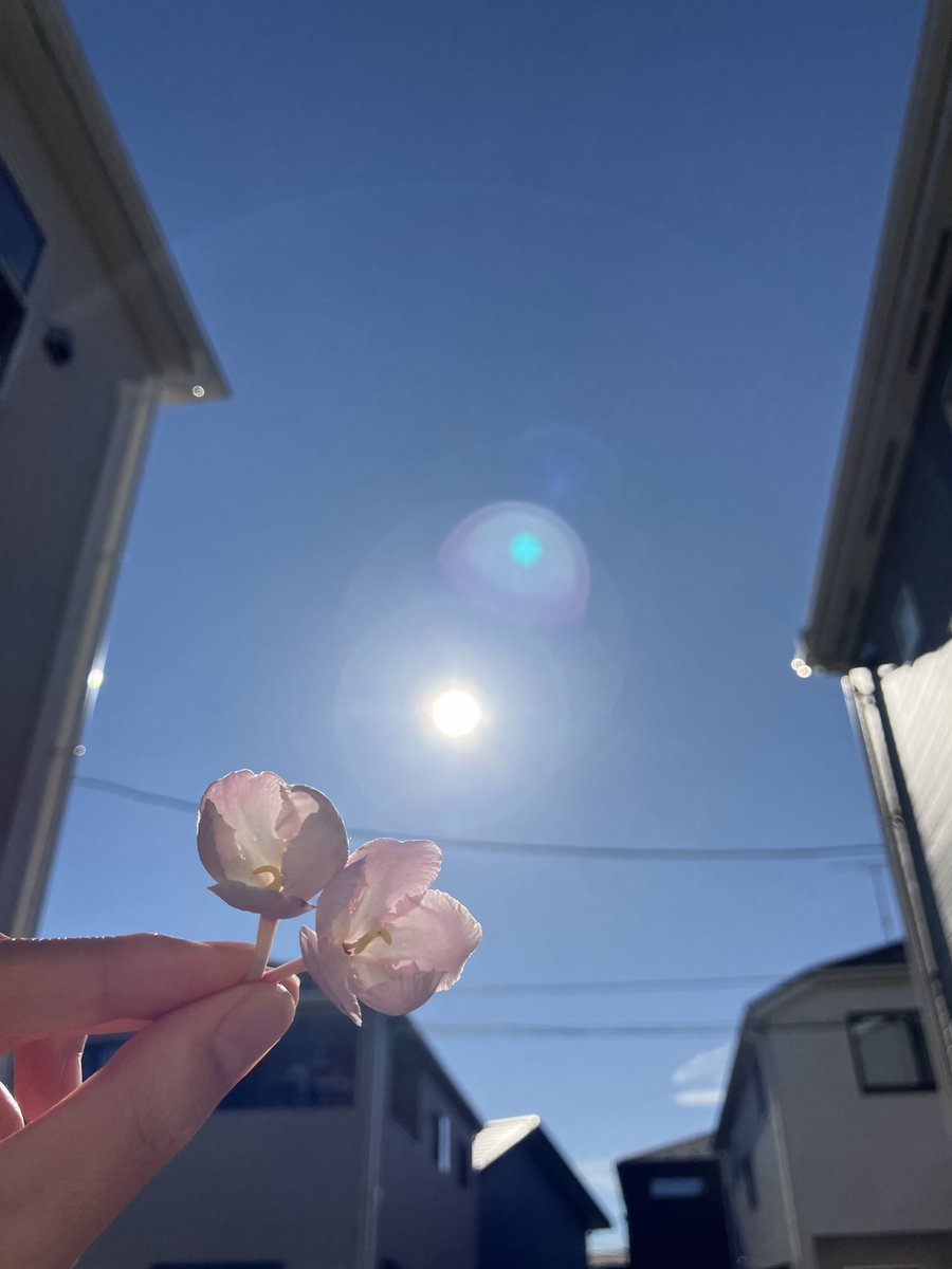 taakin_1217's tweet photo. におい桜🌸かわいい。 https://t.co/DtOMBrHj6Z