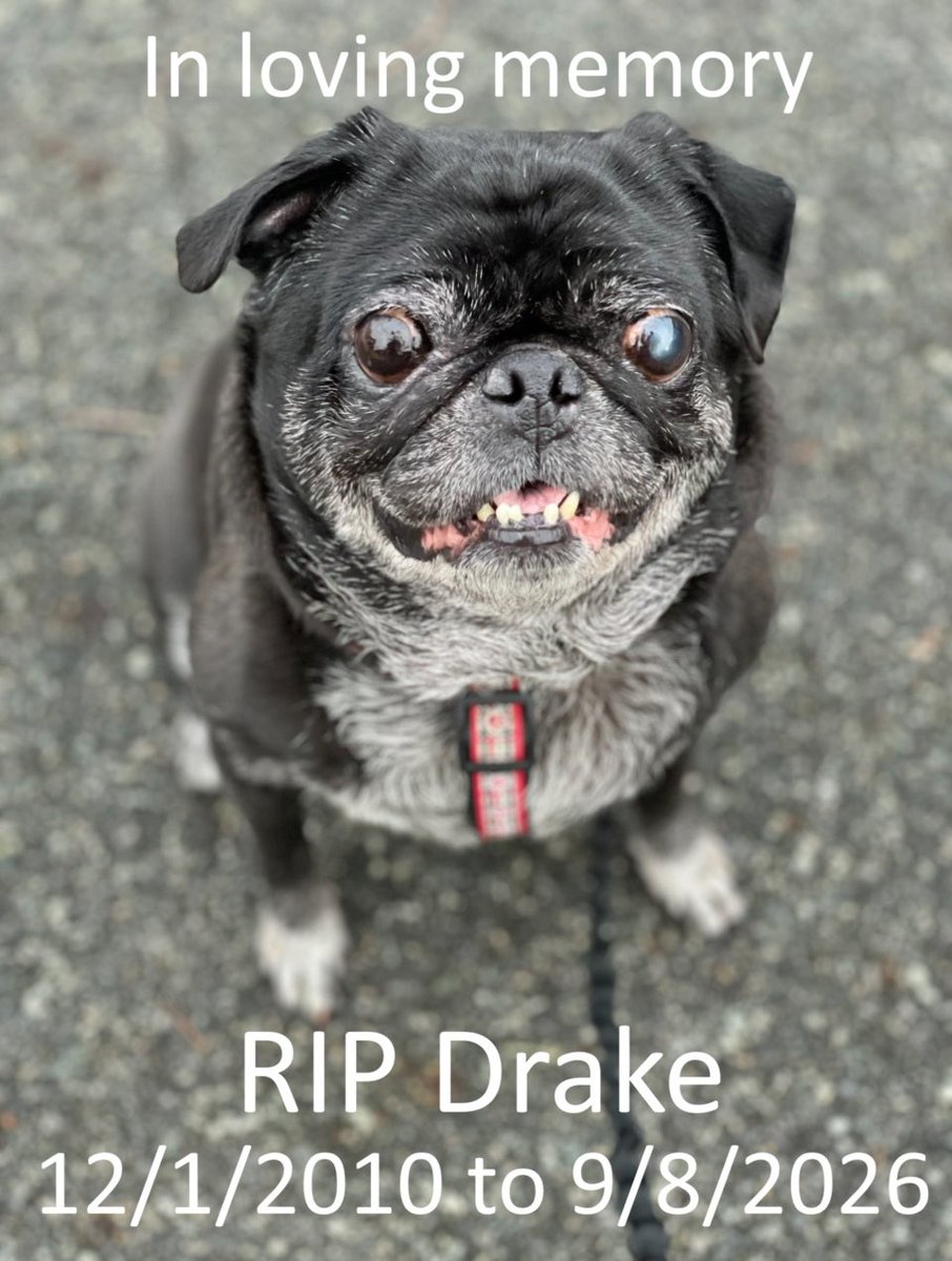 queenluluthepug's tweet photo. https://t.co/qILLf1wYP0