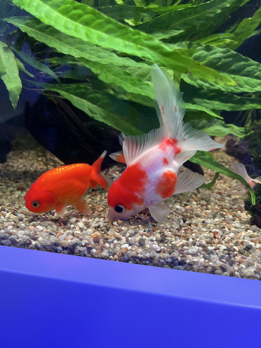 AquaMare0301's tweet photo. 皆様おはようございます🌞
AquaMare（アクアマーレ） 横田です🙋‍♂️

本日プレオープンです！
まだまだ詰めの甘い部分もありますが…
是非、足を運んで頂けますと幸いです。

営業時間は12:00〜18:00と短いですが
本日からAquaMareを宜しくお願い致します‼️

#札幌
#アクアリウム
#金魚
#サンゴ
#海水魚 https://t.co/UTGVSUl4J0