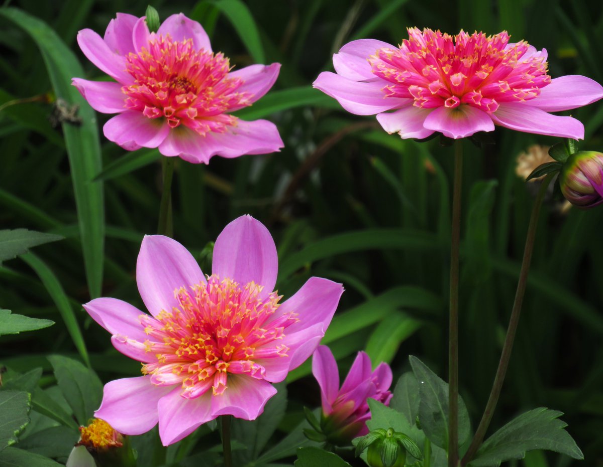 MatthewShute's tweet photo. Myriad marvels made for meadows meliorate any
#MagentaMonday !
🌱 🪷 ✨ 🩷 https://t.co/FSVFybaVLq
