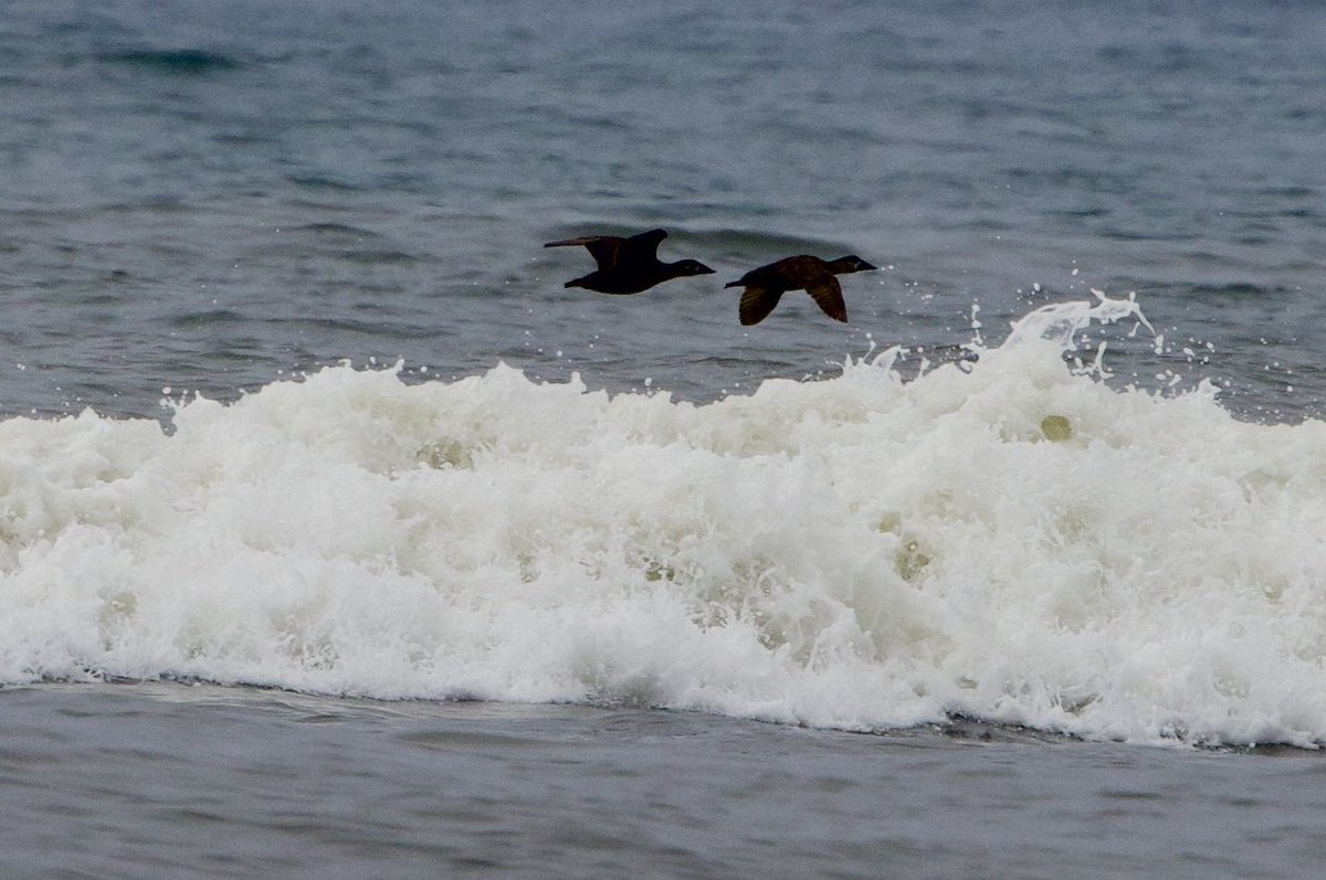 NativeBirdBoxes's tweet photo. A 1st time seeing Surf Scooters while in the PNW! @NativeBirdBoxes  #bird #cornell #water #ocean #fun https://t.co/Zw1SHgvhv3