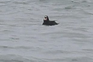 NativeBirdBoxes's tweet photo. A 1st time seeing Surf Scooters while in the PNW! @NativeBirdBoxes  #bird #cornell #water #ocean #fun https://t.co/Zw1SHgvhv3