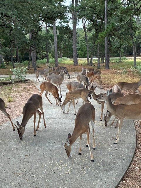 lonestarmango's tweet photo. @catturd2 Me too. This was breakfast with my yard deer today. https://t.co/gc5w0TUxc8