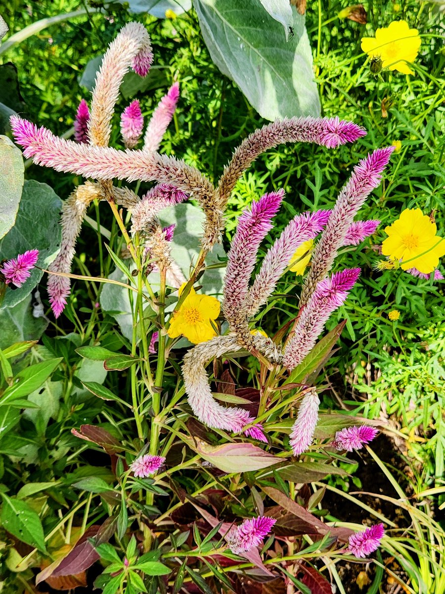masaki_com's tweet photo. Flame-like Celosia cristata. https://t.co/BbysbyKps6