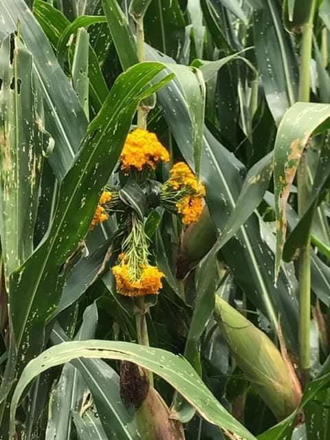 Lycaones's tweet photo. En Guerrero es Xilocruz.

Xilocruz es una palabra náhuatl + español: «cruz de jilote». Entre el 13 y el 14 de septiembre, campesinos van a la milpa (maíz, frijol, cacahuate, jícama) y amarran cruces de palma bendita con pericón o cempōhualxōchitl. Se oyen cohetes desde muy temprano. La ofrenda es a Xilonen / Chicomecōātl, dar las gracias por lo que ya está en la mata.

#Xilocruz #Náhuatl #Guerrero #Maíz #OrgulloCultural