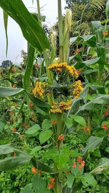 Lycaones's tweet photo. En Guerrero es Xilocruz.

Xilocruz es una palabra náhuatl + español: «cruz de jilote». Entre el 13 y el 14 de septiembre, campesinos van a la milpa (maíz, frijol, cacahuate, jícama) y amarran cruces de palma bendita con pericón o cempōhualxōchitl. Se oyen cohetes desde muy temprano. La ofrenda es a Xilonen / Chicomecōātl, dar las gracias por lo que ya está en la mata.

#Xilocruz #Náhuatl #Guerrero #Maíz #OrgulloCultural