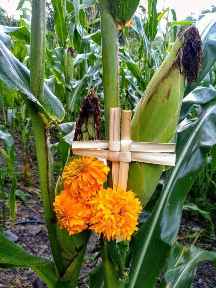 Lycaones's tweet photo. En Guerrero es Xilocruz.

Xilocruz es una palabra náhuatl + español: «cruz de jilote». Entre el 13 y el 14 de septiembre, campesinos van a la milpa (maíz, frijol, cacahuate, jícama) y amarran cruces de palma bendita con pericón o cempōhualxōchitl. Se oyen cohetes desde muy temprano. La ofrenda es a Xilonen / Chicomecōātl, dar las gracias por lo que ya está en la mata.

#Xilocruz #Náhuatl #Guerrero #Maíz #OrgulloCultural
