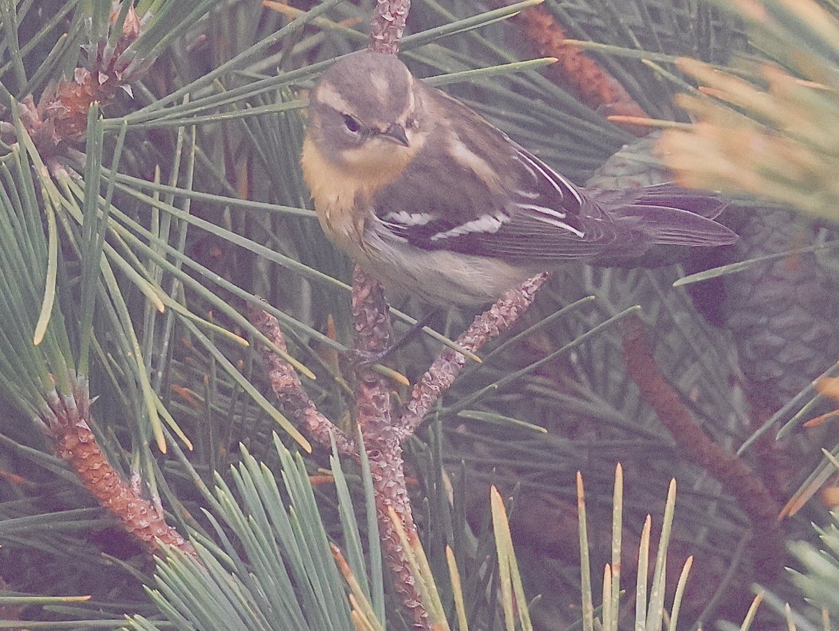 Victor_Caschera's tweet photo. Blackburnian Warbler (1st Winter Female) @ Scott’s Garden on Dursey Island, Co. Cork on 13th, September, 2026.
Great find of this American by Paul Rowe, Irish 2nd 🍂 https://t.co/bYwUJxk4xT