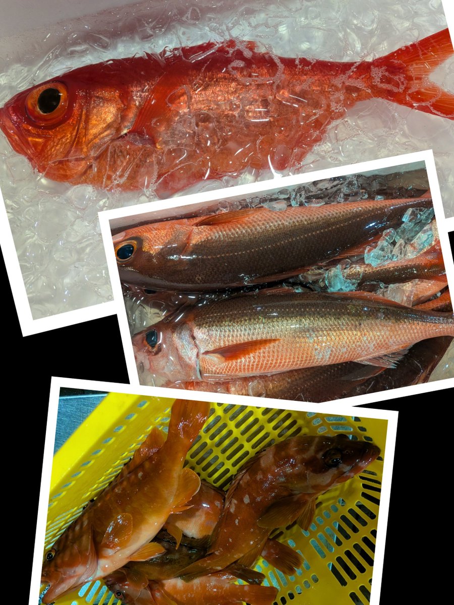 m10911091's tweet photo. 今日の魚市場🐟️
黒鯛またまた60UP!本石もデカい!アカギも良型
ムツにスミヤキにキンメ
食べたい〜
オマケに赤サバ😆
カンパチは3㌔UPで近海物で
高いな……… https://t.co/zW4FlbpaEG