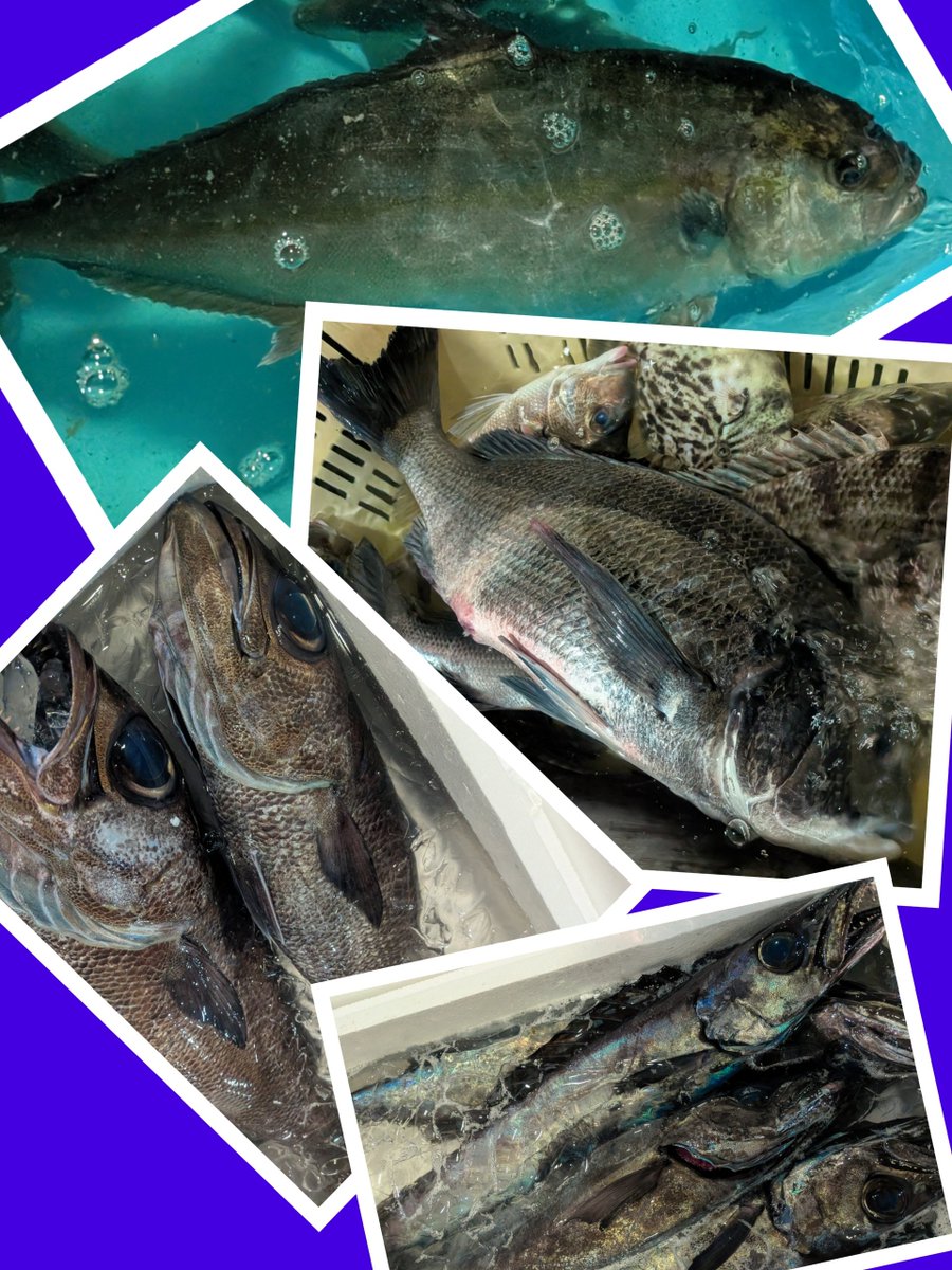 m10911091's tweet photo. 今日の魚市場🐟️
黒鯛またまた60UP!本石もデカい!アカギも良型
ムツにスミヤキにキンメ
食べたい〜
オマケに赤サバ😆
カンパチは3㌔UPで近海物で
高いな……… https://t.co/zW4FlbpaEG