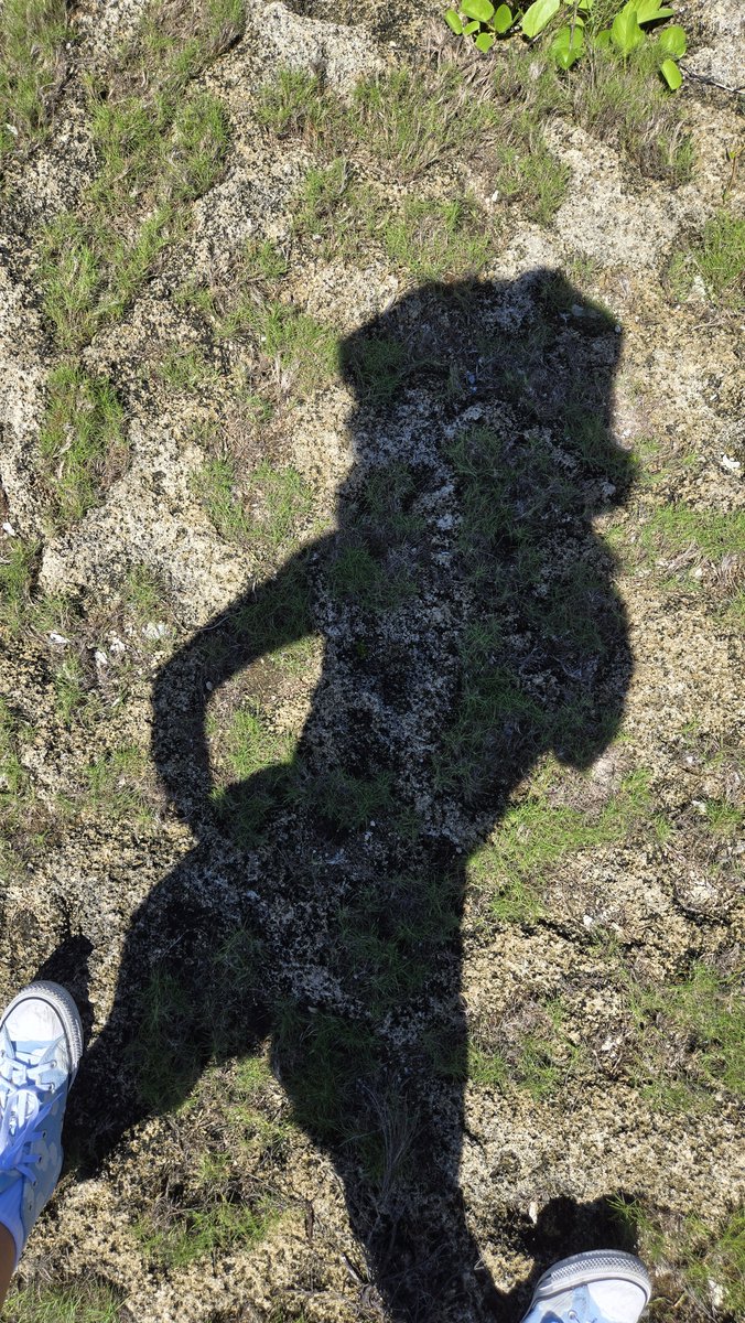 indiecolliee's tweet photo. puppy coded shadow.. 🐾🌴 https://t.co/gFGV6nXDu6