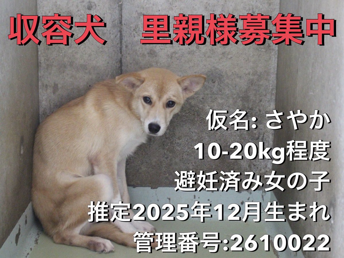 shiawasenotanet's tweet photo. 《さやかちゃん🌟里親様募集中です》①
【岡山　さやか　9月2日  掲載】

■岡山県動物愛護センター収容特別譲渡です。
連絡は当会しあわせの種たちへお願いします。 

■保護名　さやか🐕
つぶらな瞳が可愛い子犬のさやかちゃん🌸
片耳だけちょっと垂れているのがチャームポイントです😊
→ https://t.co/rtECZKC9m8