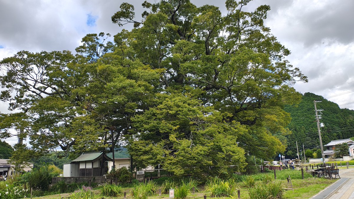 sweet_mikan's tweet photo. 「野間の大ケヤキ」(大阪府豊能郡能勢町野間稲地)
樹齢千年以上、幹回り約14メートル、高さ30メートルの巨木！すっごいパワーを頂戴いたしました^^ https://t.co/kkGzOosnhF