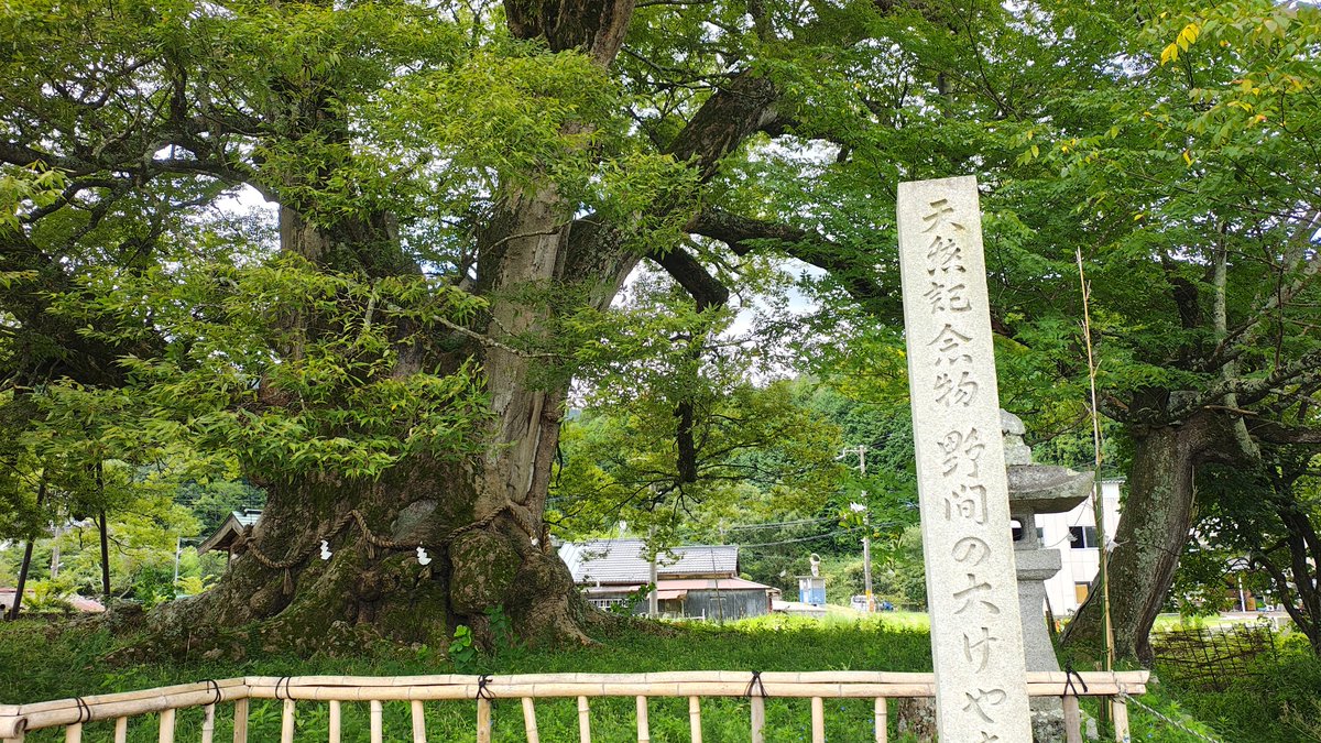 sweet_mikan's tweet photo. 「野間の大ケヤキ」(大阪府豊能郡能勢町野間稲地)
樹齢千年以上、幹回り約14メートル、高さ30メートルの巨木！すっごいパワーを頂戴いたしました^^ https://t.co/kkGzOosnhF
