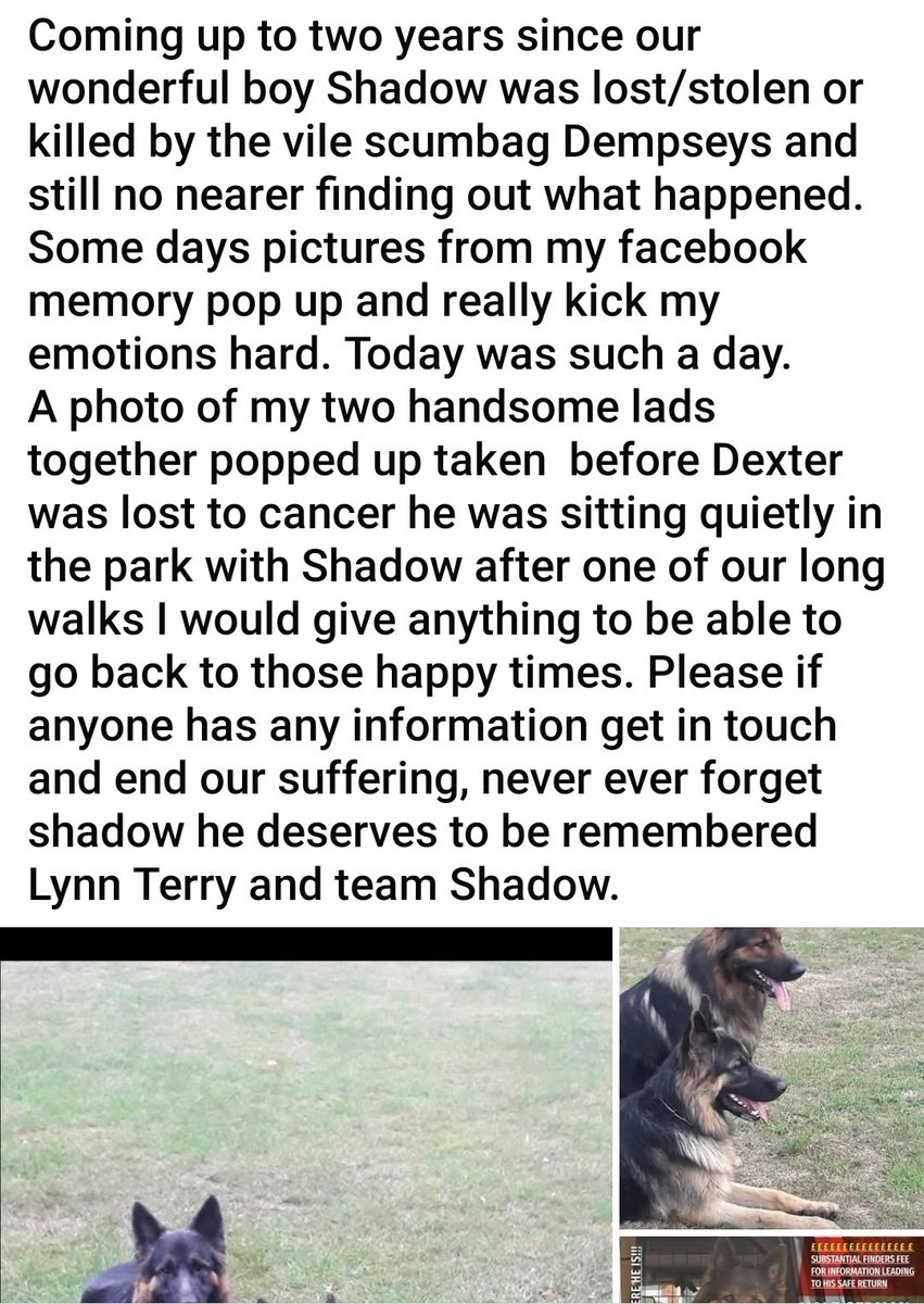 MissingPetsGB's tweet photo. Shadow 💔💔

"Coming up to two years since our wonderful boy Shadow was lost/stolen or killed by the vile Dempseys and still no nearer finding out what happened. Some days pictures from my facebook memory pop up and really kick my emotions hard. Today was such a day." https://t.co/cFOVv98B7h