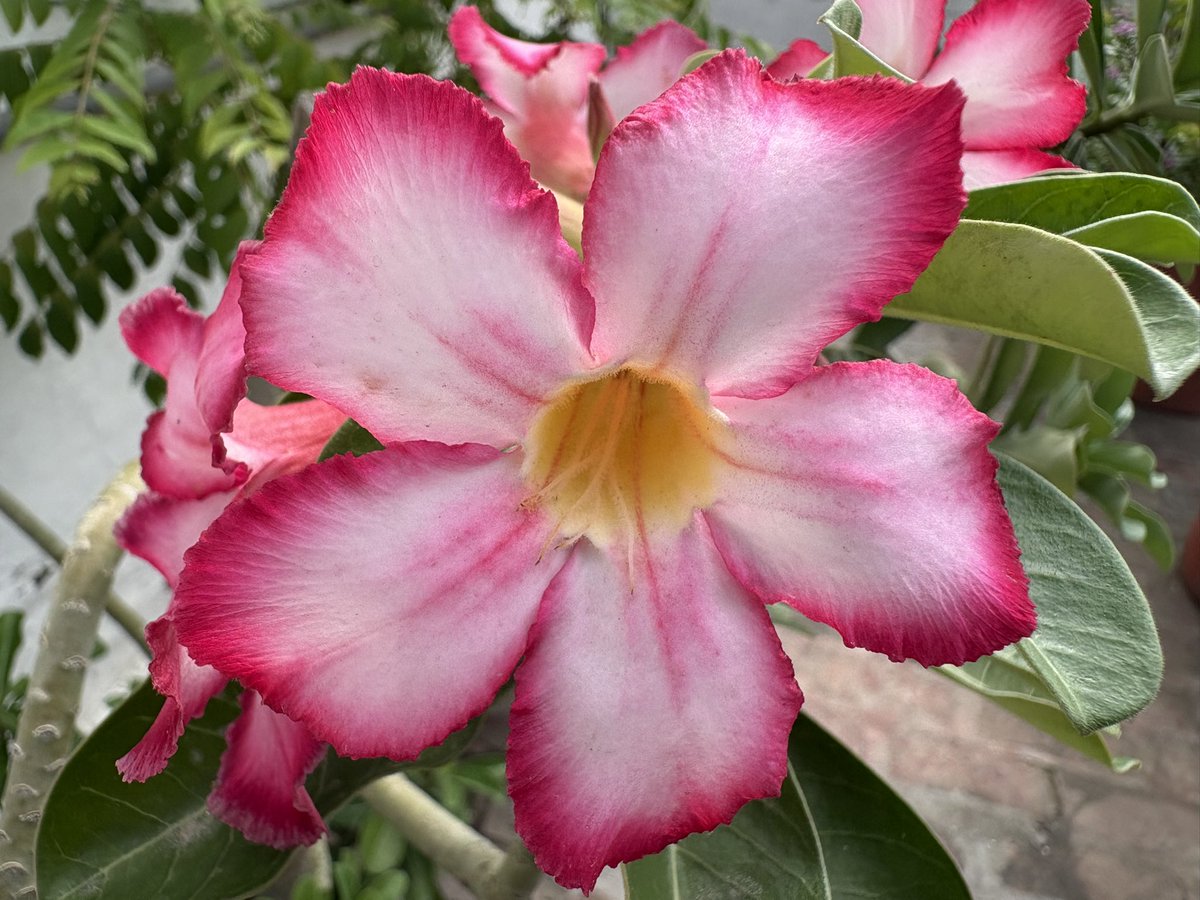 Lavendermist15's tweet photo. Morning friends, wish you a bright week ahead #magentamonday #adenium 💗🍃 https://t.co/OqVdWgIMZC