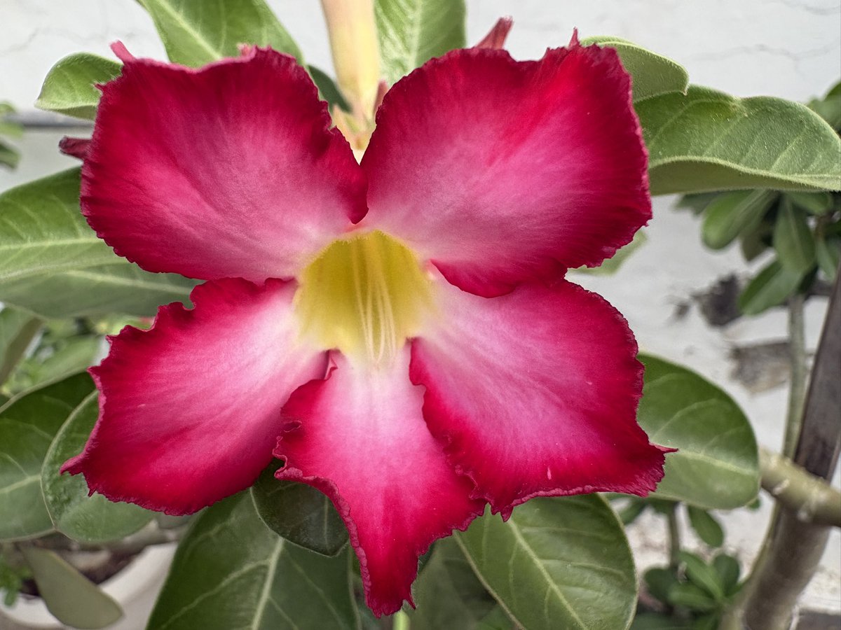 Lavendermist15's tweet photo. Morning friends, wish you a bright week ahead #magentamonday #adenium 💗🍃 https://t.co/OqVdWgIMZC