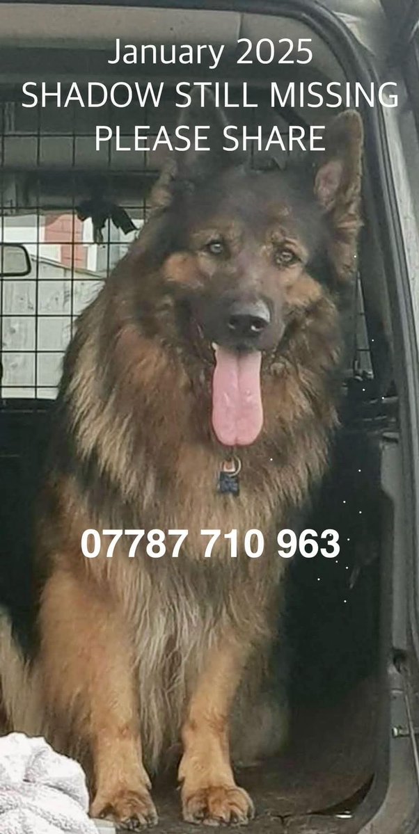 MissingPetsGB's tweet photo. Shadow 💔💔

"Coming up to two years since our wonderful boy Shadow was lost/stolen or killed by the vile Dempseys and still no nearer finding out what happened. Some days pictures from my facebook memory pop up and really kick my emotions hard. Today was such a day." https://t.co/cFOVv98B7h