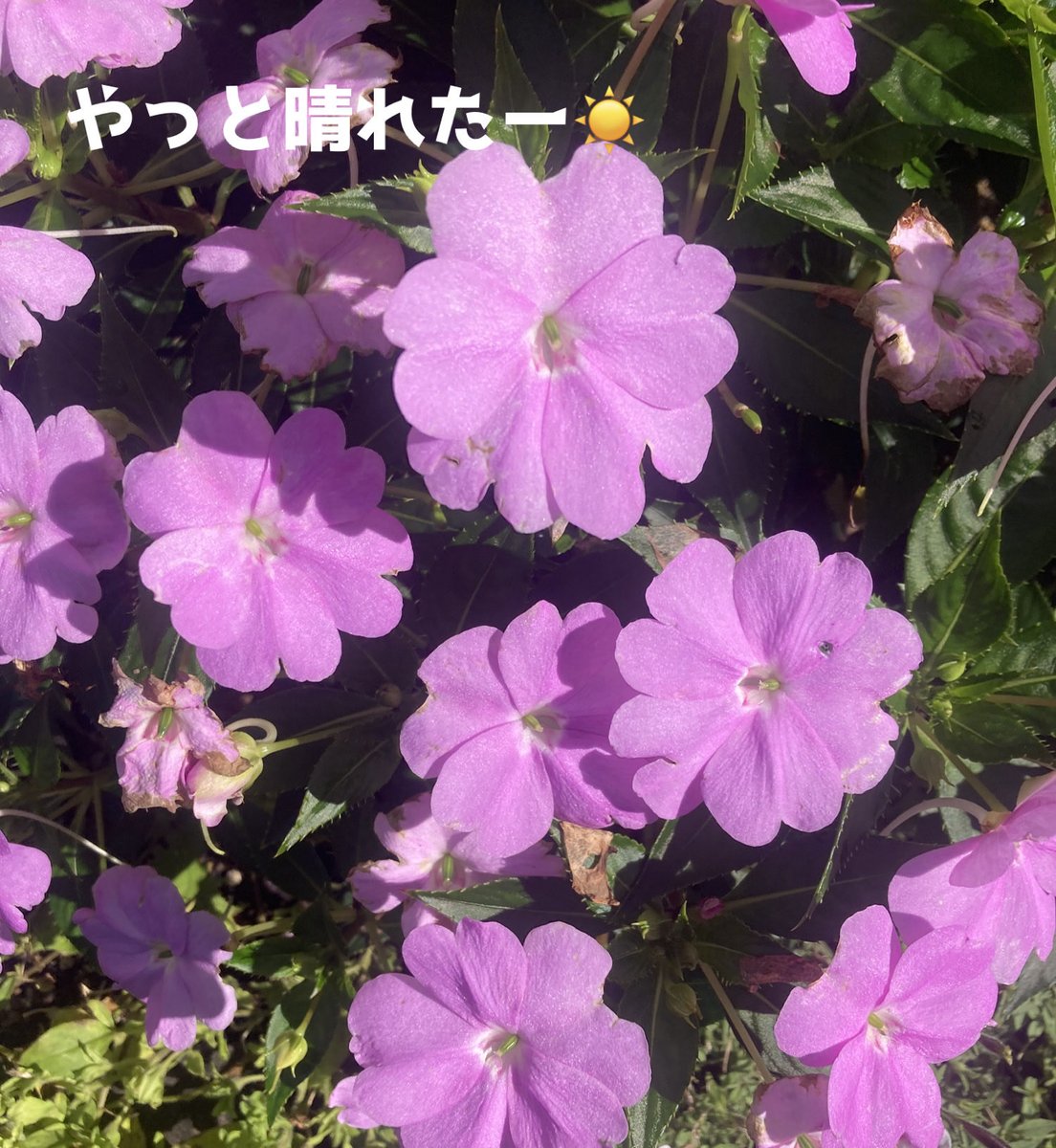 fxfx93069796's tweet photo. おはようございます☀️

やっと関東朝から☀️
暑くなりそうだけど
洗濯物が��ーんと困るから
晴れるのは嬉しいね😊
いっぱい干してきたよー🧺

昨日はセントライト記念激荒れの
ローズSはカチコチだったのねー
出かけてて
見てなかったけども

さ、また1週間始まるね
ぼちぼち頑張ろーう
またね🍀 https://t.co/XTM3YoPwmf