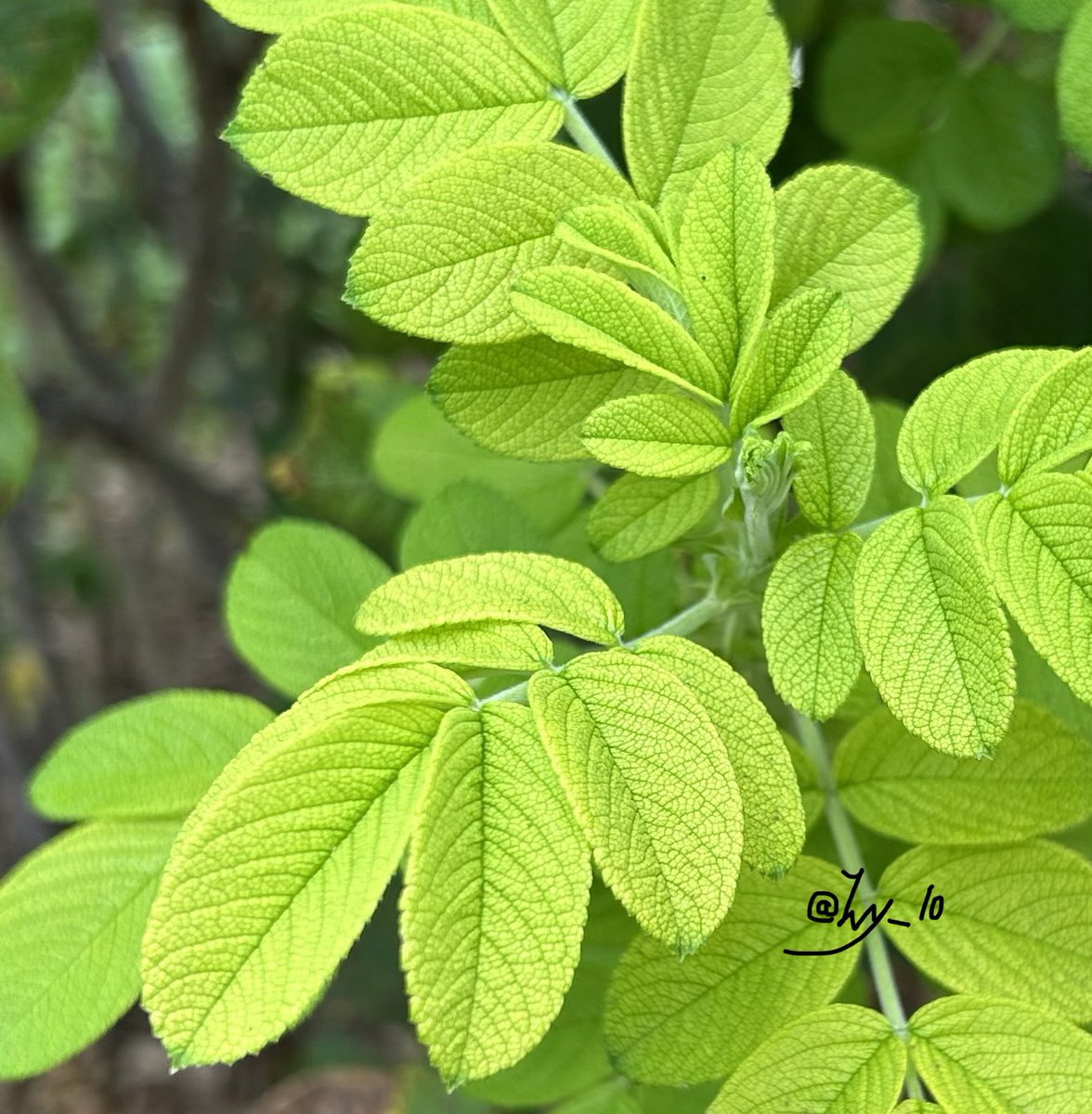 ivy_l0's tweet photo. Green leaves.#nature #graden #photograghy #Green https://t.co/nGCQHbFHdk