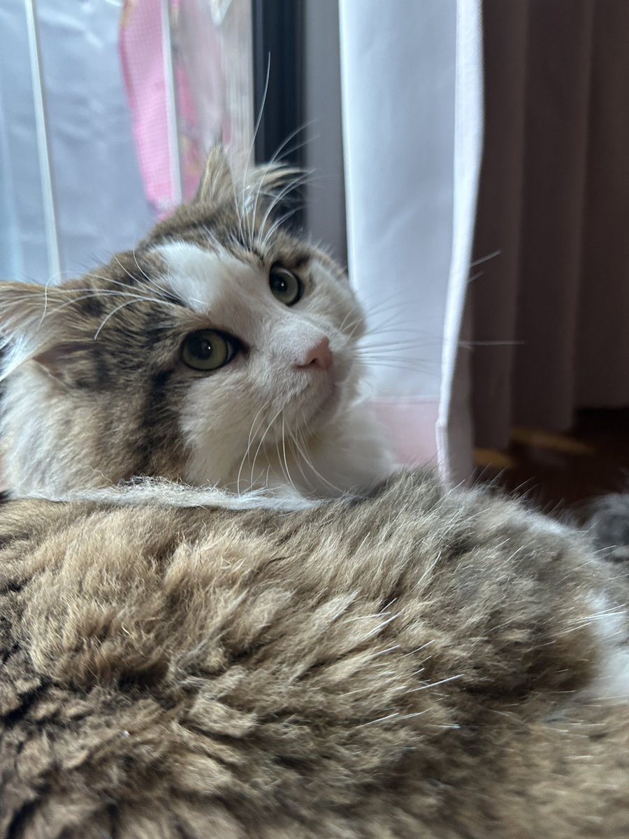 tamachia2's tweet photo. 彼はニートですが一仕事終えた顔をします。

#猫のいる暮らし
#猫好きさんと繋がりたい https://t.co/hgCZ6sBzho