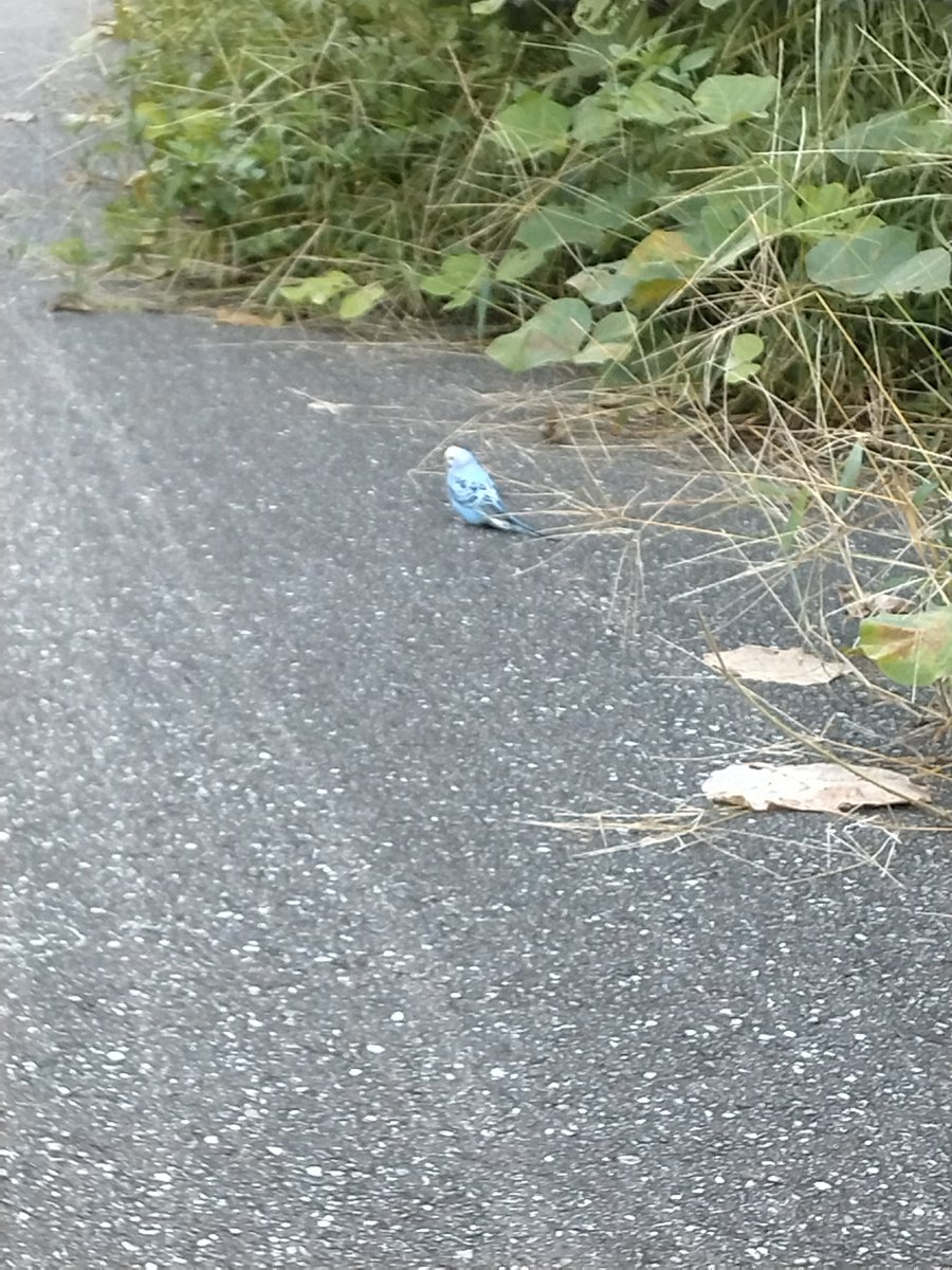 nyanta1523's tweet photo. 飼い主さ〜ん！お宅のセキセイインコちゃん、今日も同じとこにいましたよ！早くお迎えに行ってあげて！
今は実りの季節で餌もあるし茂みに身を隠せるからここにいられるけど冬には…
前より近づけなくなってたから私にはもう保護は無理です…ズームでこれがやっとしか近づけなかった https://t.co/vAdPzwX3DO