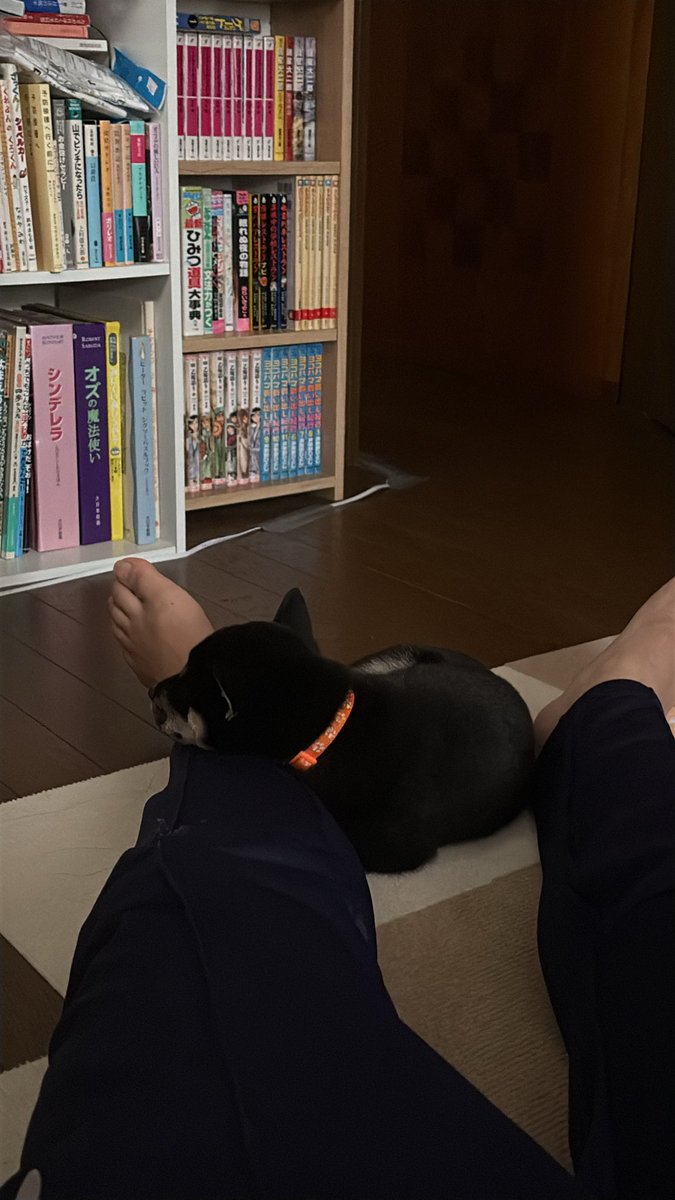 RAN_Shiba's tweet photo. 動けんなった https://t.co/vON2u2bPRc