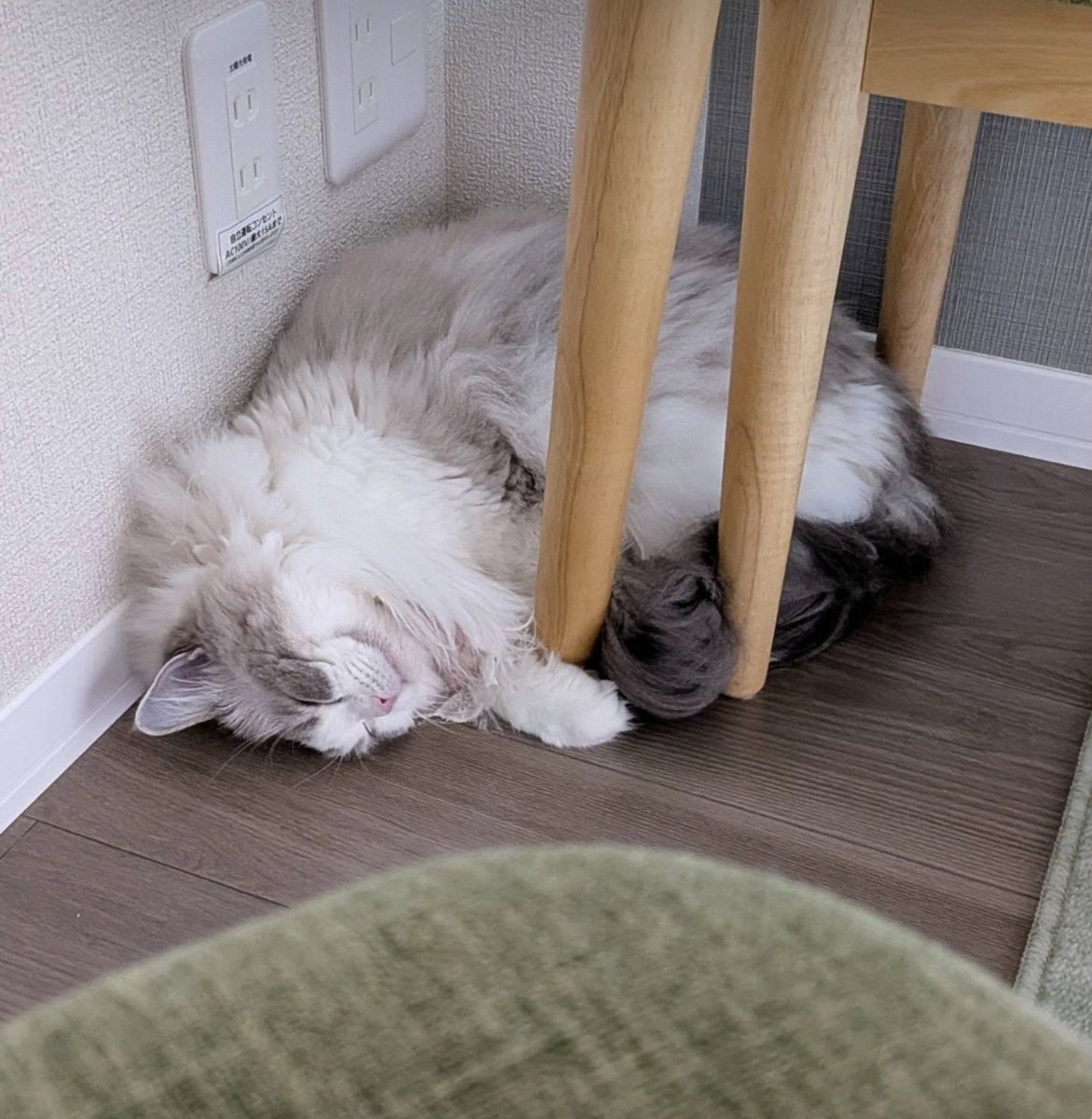 neko_qrw's tweet photo. きてくれた！！、、、と思ったら逃げた https://t.co/ICVAo21oze