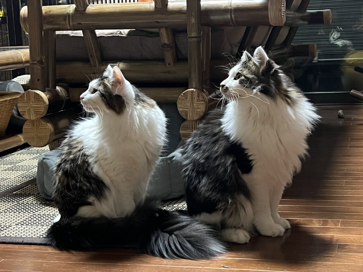 wukiwuki5's tweet photo. さすがきょうだい
気が合うね

#ねこ #猫好きさんと繋がりたい #ねこがいる生活 #シンクロ #保護猫 https://t.co/ZgOGPH1y1j