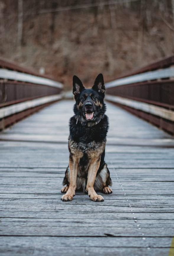 VIK9s's tweet photo. Rest easy, K9 Boss💙
Connecticut State Police lost a true hero to cancer on Sept 10, 2026. In his career, Boss answered 295 calls, found 6 missing persons, and located 16 wanted persons.
We were proud to vest him in 2023.
We'll take the watch from here.
#k9hero #k9officer #vik9s https://t.co/Qd33ixa7jg
