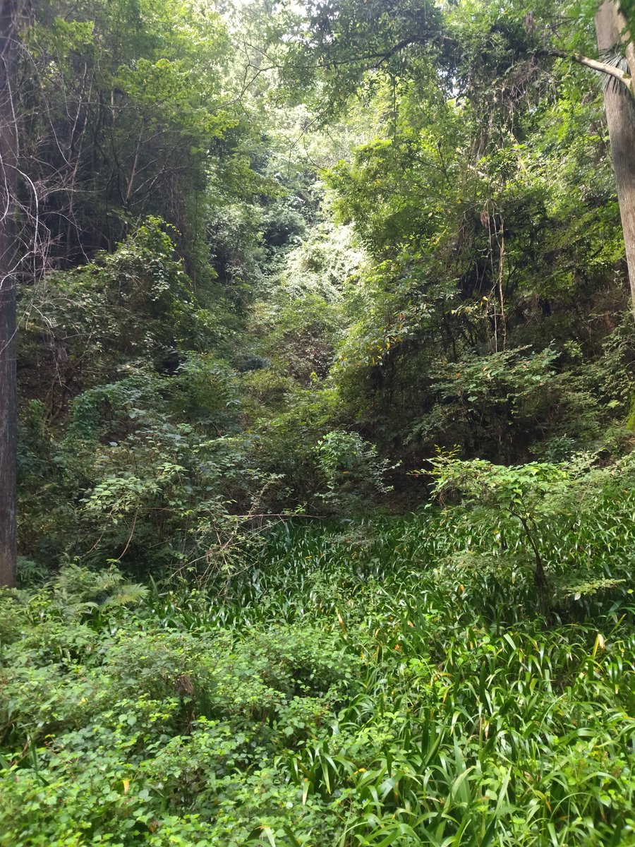 usamaru_usagii's tweet photo. おはようございます！
今日もスッキリ起きれて、
朝散歩30分行ってきました！
久しぶりに晴れて暑かったです。
本日もよろしくお願いします！ https://t.co/210vDjGTTX