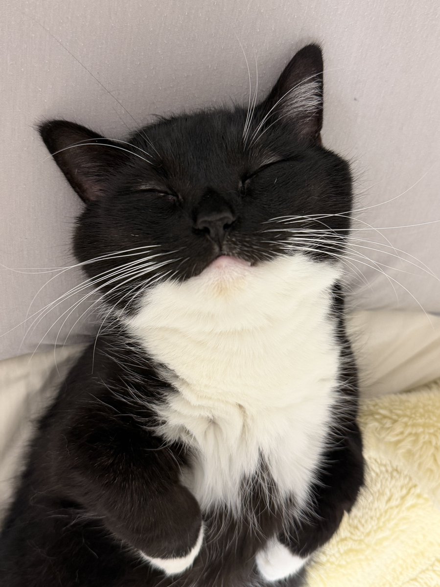unicouniuni3's tweet photo. His sleeping face hasn’t changed much either https://t.co/RDLwntJmGk