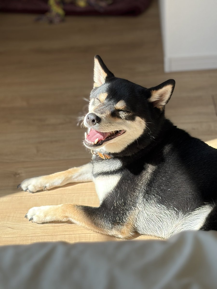 oku3chapi's tweet photo. 久々に晴れで、日光浴できて嬉しそう
#柴犬 #黒柴 #柴犬が好きすぎるで使っていいよ https://t.co/TCOtVuQeqB